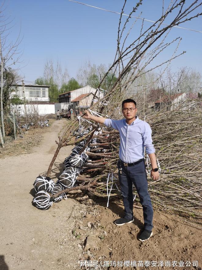 重点介绍皇家泰奥加大樱桃树的修剪技术(图1)