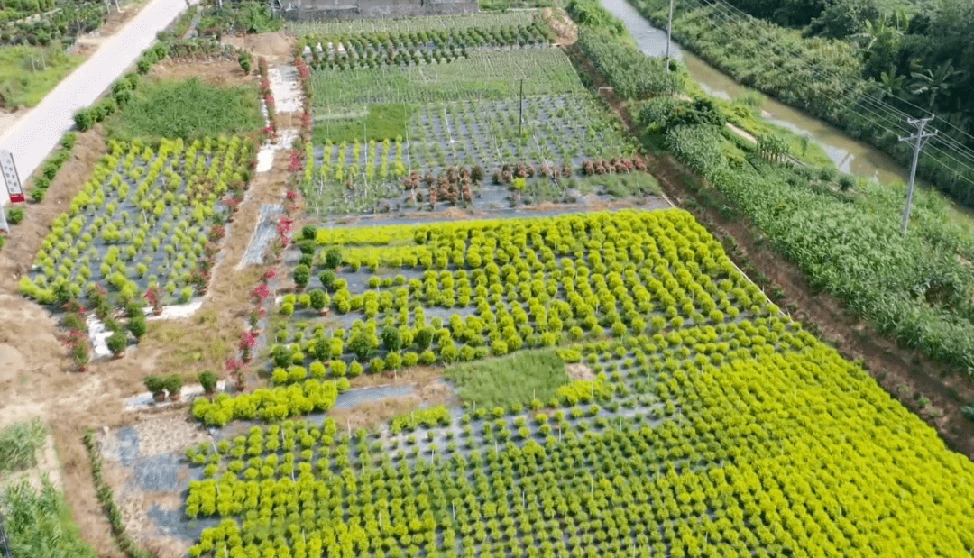 北市镇：发展特色花卉种植 助力乡村振兴(图1)