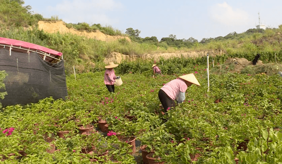 北市镇：发展特色花卉种植 助力乡村振兴(图2)