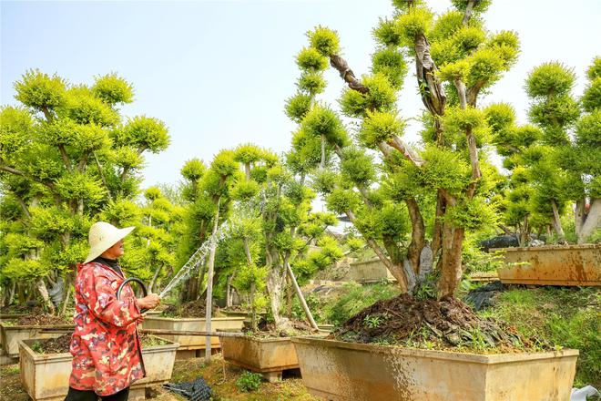 “扮靓”好春光 苗木种植忙(图2)