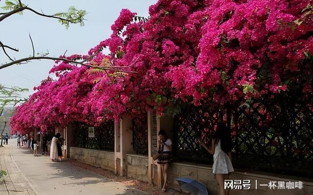 一个小小种子就可以创造一整片花海也很适合新手种植花色迷人(图4)