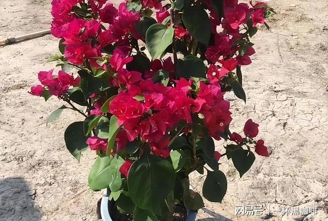 一个小小种子就可以创造一整片花海也很适合新手种植花色迷人(图5)