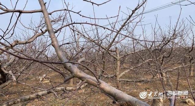 在烟台果园“活捉”一枚农艺师手把手教咱给苹果树剪枝(图2)