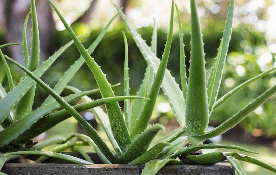 在农村种植这两种特殊药材亩收益十几万一种是雪莲(图5)