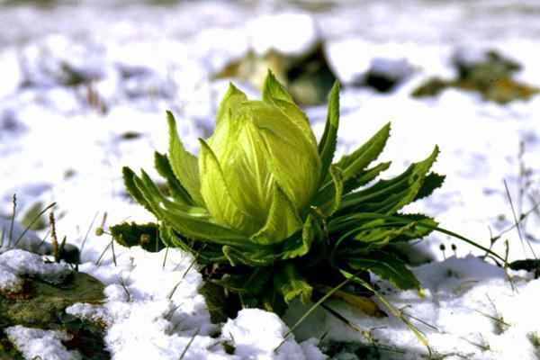 在农村种植这两种特殊药材亩收益十几万一种是雪莲(图2)