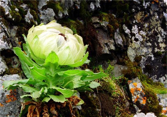 在农村种植这两种特殊药材亩收益十几万一种是雪莲(图1)