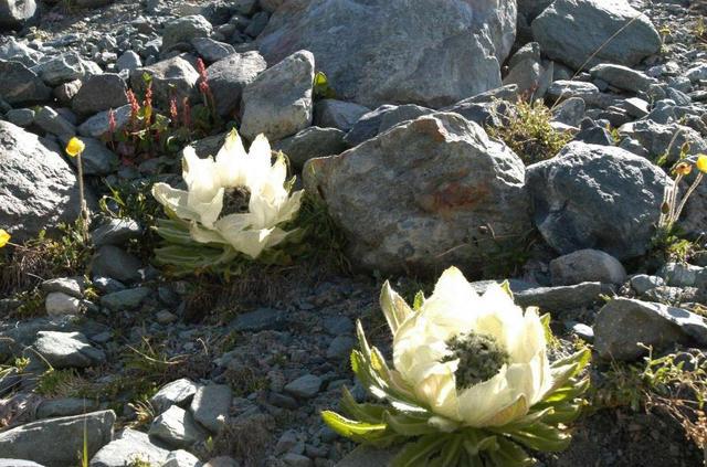 在农村种植这两种特殊药材亩收益十几万一种是雪莲(图3)