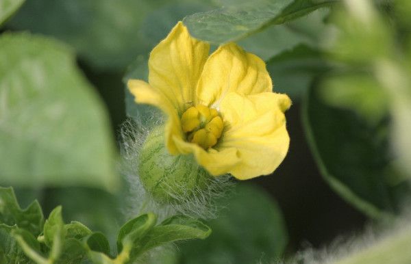 随意丢进花盆的西瓜籽短短几日便发芽了期待它能够开花结果(图3)