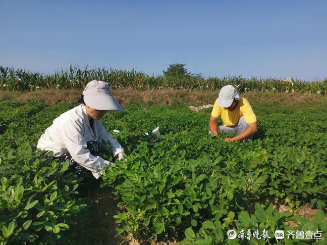 聊城市农科院南繁育种团队：追赶阳光的农科人(图6)