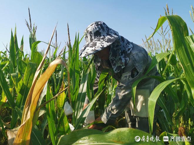 聊城市农科院南繁育种团队：追赶阳光的农科人(图8)