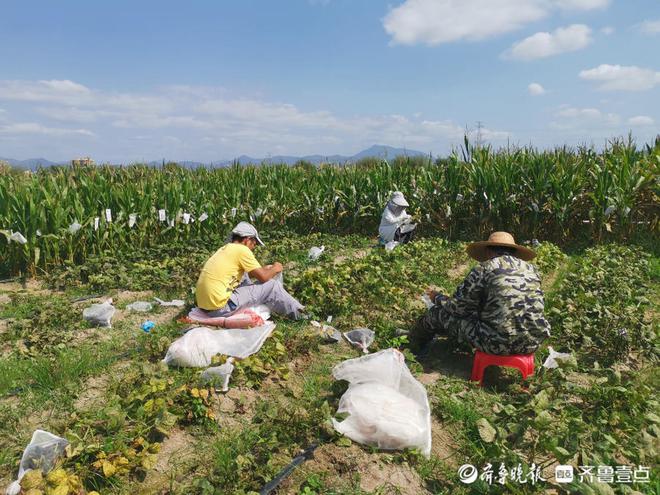 聊城市农科院南繁育种团队：追赶阳光的农科人(图4)