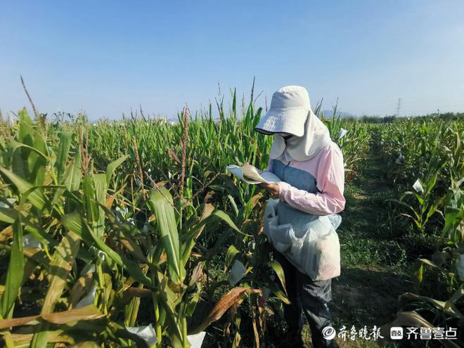 聊城市农科院南繁育种团队：追赶阳光的农科人(图3)