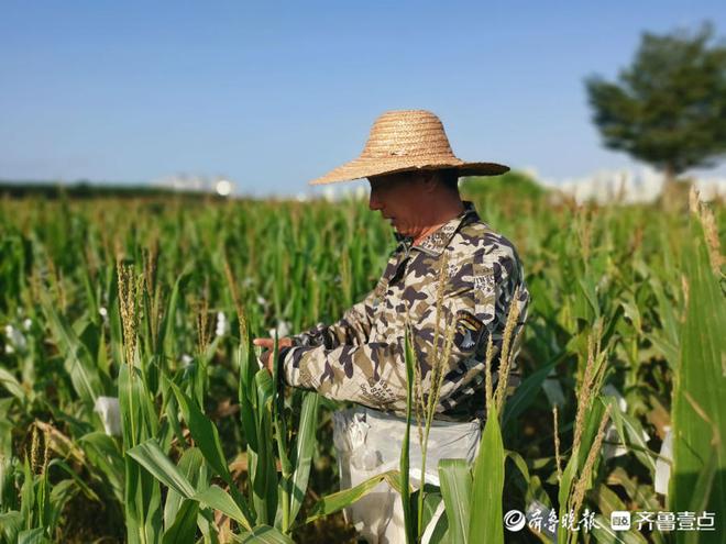 聊城市农科院南繁育种团队：追赶阳光的农科人(图9)