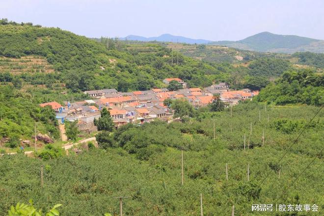 组图：又是一年苹果红看栖霞农村红富士收获的场景(图2)