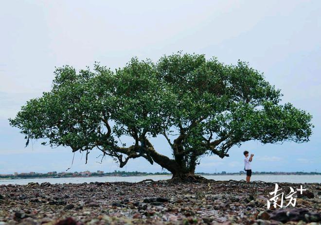 共建红树林之城争做海岸小卫士(图1)