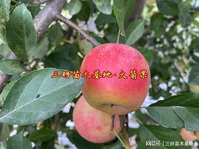 乐淇苹果苗品种介绍又叫火箭果苹果是新西兰孕育的迷你小苹果(图2)