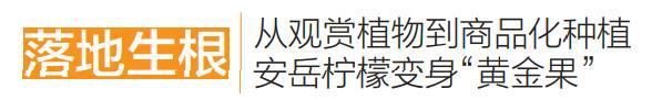 一株幼苗长出百亿产业“安岳柠檬”成功升级为国家标准(图1)