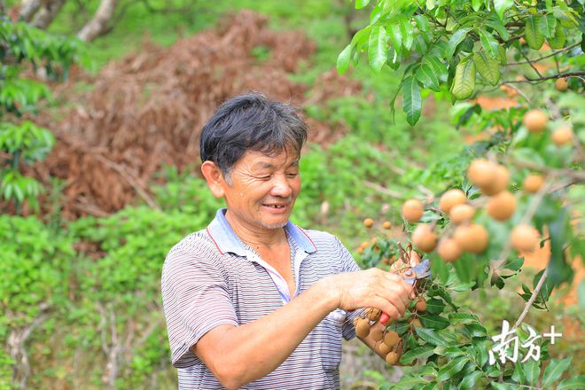 岭南果香不间断石硖龙眼来接“荔”(图5)