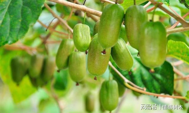 院子里别空着看准此果树留一些空地种几棵好吃有营养(图6)