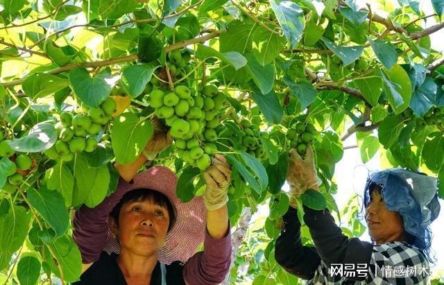 院子里别空着看准此果树留一些空地种几棵好吃有营养(图8)