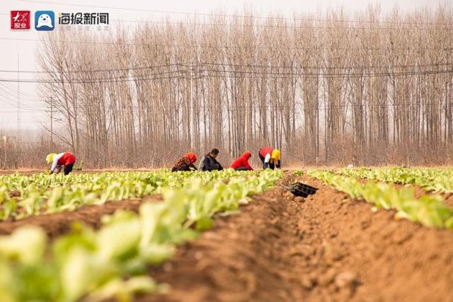 胶州市：白菜秧苗嫩又壮 田间地头春耕忙(图1)