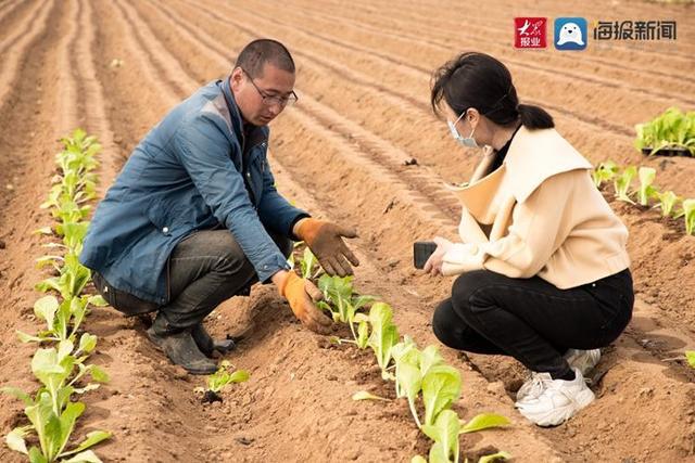 胶州市：白菜秧苗嫩又壮 田间地头春耕忙(图3)