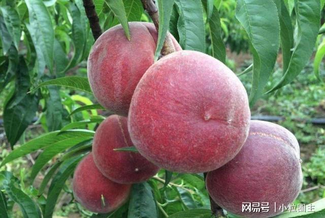 院子种植黑桃果树果子软糯清甜富含花青素产量多易打理(图2)