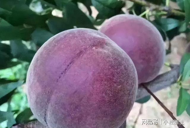 院子种植黑桃果树果子软糯清甜富含花青素产量多易打理(图6)