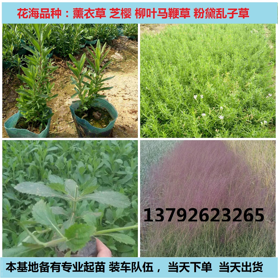 山东青州防腐木花箱批发基地(图2)