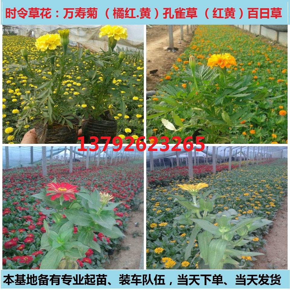 山东青州防腐木花箱批发基地(图3)