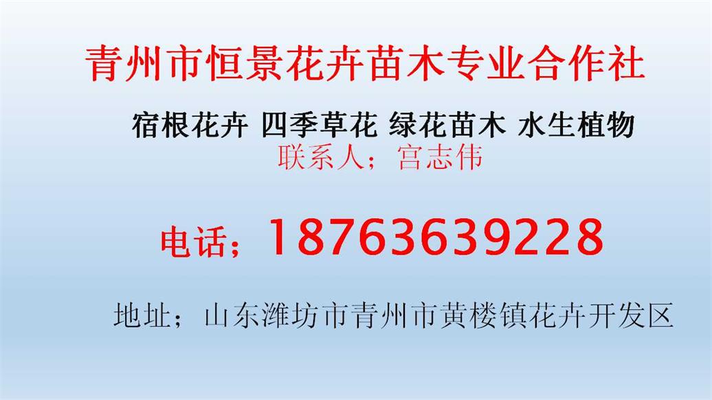 大连苗木基地种植基地批发价格供应商(图1)