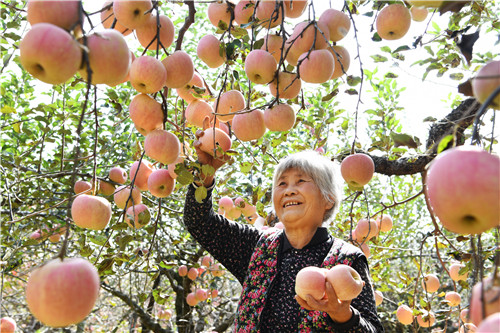 组图金秋时节果飘香(图1)