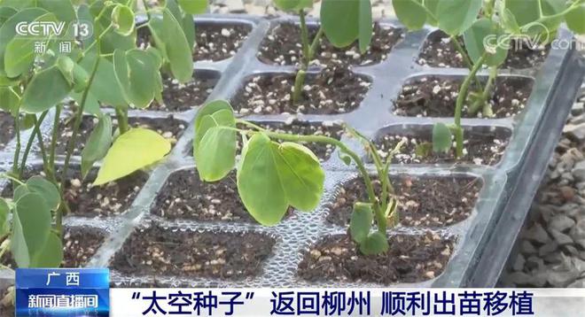 探访北京通州航天育种基地！来看无限生长番茄、无需土壤蔬菜长啥样(图1)