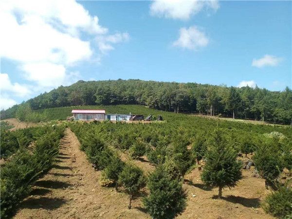 柳河县鑫野红豆杉生物科技有限公司(图1)