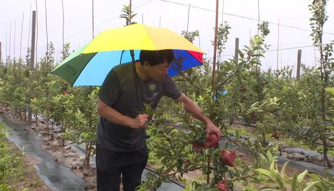 降雨近期频繁专家提醒果树排涝管理要跟上(图1)