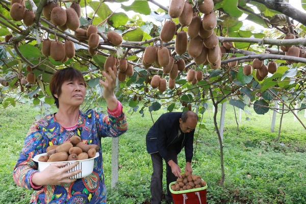 2021年修文猕猴桃喜迎丰收产量超过7万吨(图5)