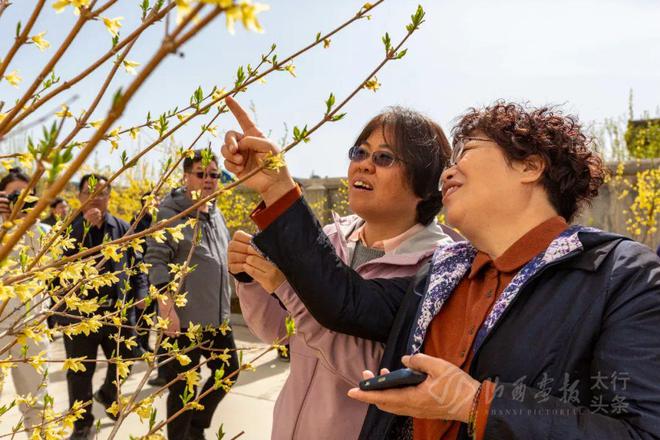 山西陵川：探访连翘基地助力乡村振兴！(图5)