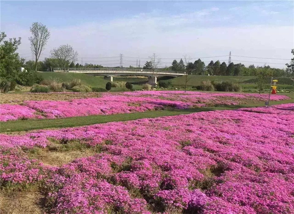 成都绿化苗木种植基地批发价格供应商(图2)