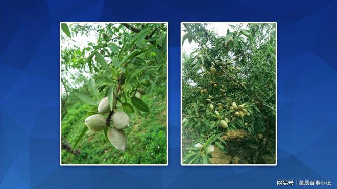 现在农村荒山种植什么好巴旦木树苗种植不可少(图1)