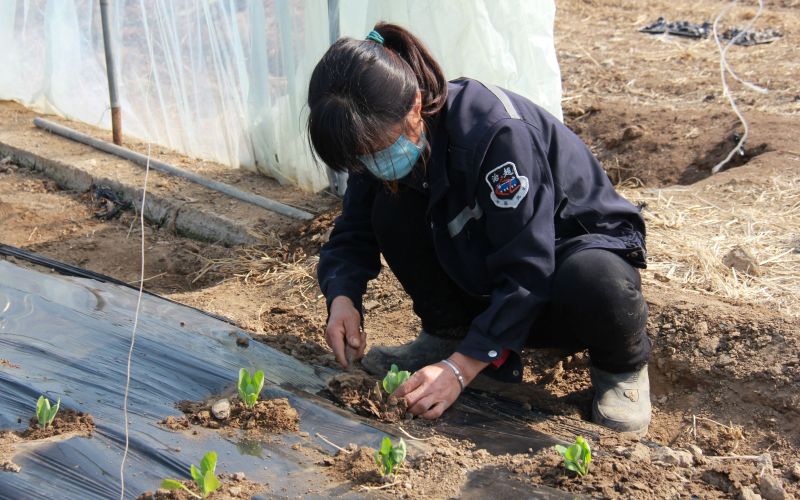 平谷马昌营恢复8种京味儿蔬菜种植(图2)