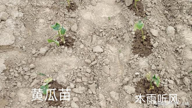 种黄瓜几天发芽出土？黄瓜出苗后怎样管理？(图3)