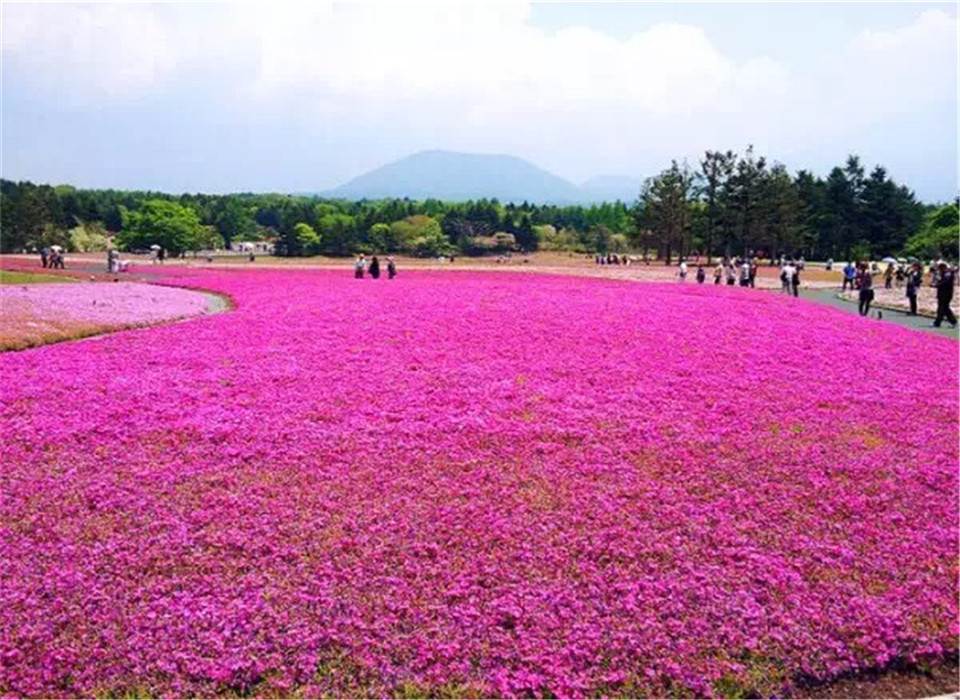 百科介绍格桑花(图2)