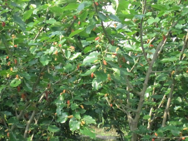 农村创业致富的好果树果子市场高达30元一斤种植的人很少！(图2)