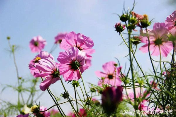 格桑花是一种生长在高原上的普通花朵！(图1)