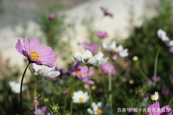 格桑花是一种生长在高原上的普通花朵！(图3)