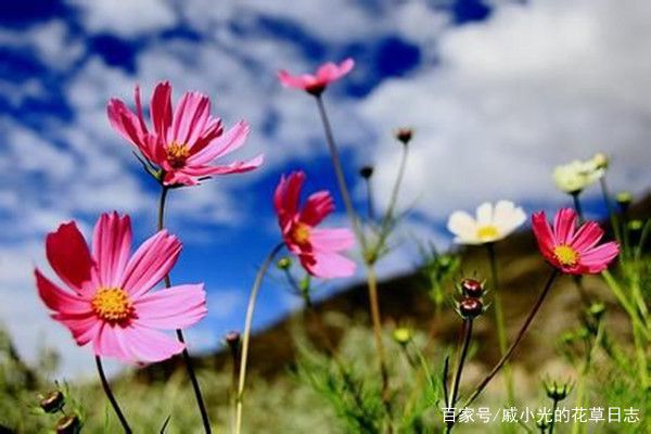 格桑花是一种生长在高原上的普通花朵！(图2)