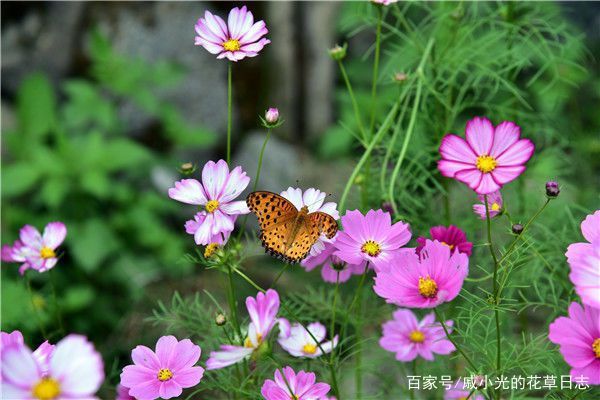 格桑花是一种生长在高原上的普通花朵！(图5)