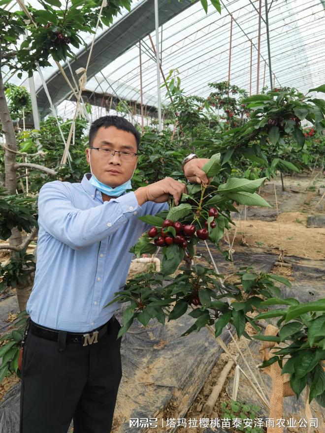 大棚栽植辉煌1-5樱桃树的种植技术(图1)