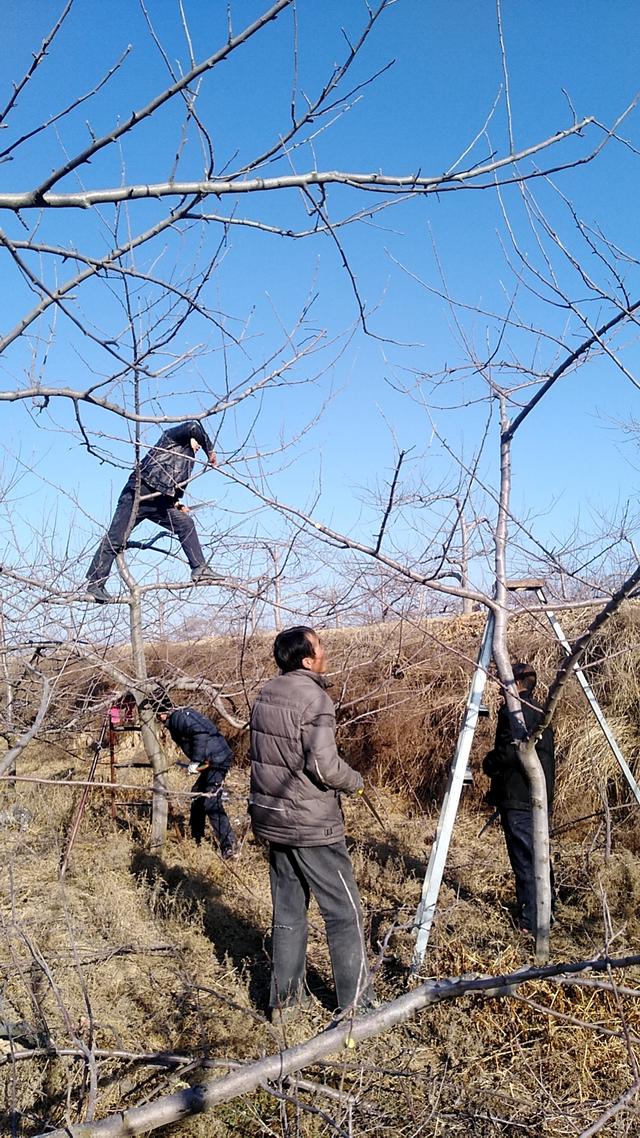 旬邑以党建促果技人员深入果园服务果农(图2)