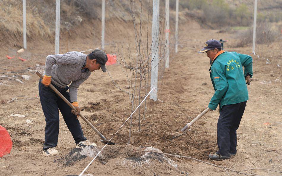 清水：矮砧密植示范园助推苹果产业转型升级(图1)